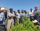 برگزاری کارگاه آموزشی هرس سبز انگور با مشارکت گسترده باغداران در روستای بهرام‌آباد سروآباد