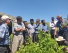 برگزاری کارگاه آموزشی هرس سبز انگور با مشارکت گسترده باغداران در روستای بهرام‌آباد سروآباد