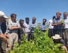 برگزاری کارگاه آموزشی هرس سبز انگور با مشارکت گسترده باغداران در روستای بهرام‌آباد سروآباد