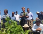 برگزاری کارگاه آموزشی هرس سبز انگور با مشارکت گسترده باغداران در روستای بهرام‌آباد سروآباد