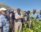 برگزاری کارگاه آموزشی هرس سبز انگور با مشارکت گسترده باغداران در روستای بهرام‌آباد سروآباد