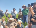 برگزاری کارگاه آموزشی هرس سبز انگور با مشارکت گسترده باغداران در روستای بهرام‌آباد سروآباد