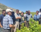 برگزاری کارگاه آموزشی هرس سبز انگور با مشارکت گسترده باغداران در روستای بهرام‌آباد سروآباد