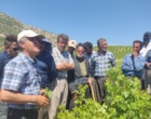 برگزاری کارگاه آموزشی هرس سبز انگور با مشارکت گسترده باغداران در روستای بهرام‌آباد سروآباد