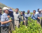 برگزاری کارگاه آموزشی هرس سبز انگور با مشارکت گسترده باغداران در روستای بهرام‌آباد سروآباد
