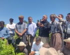 برگزاری کارگاه آموزشی هرس سبز انگور با مشارکت گسترده باغداران در روستای بهرام‌آباد سروآباد