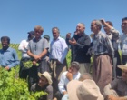برگزاری کارگاه آموزشی هرس سبز انگور با مشارکت گسترده باغداران در روستای بهرام‌آباد سروآباد