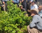 برگزاری کارگاه آموزشی هرس سبز انگور با مشارکت گسترده باغداران در روستای بهرام‌آباد سروآباد