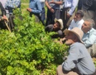 برگزاری کارگاه آموزشی هرس سبز انگور با مشارکت گسترده باغداران در روستای بهرام‌آباد سروآباد