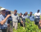 برگزاری کارگاه آموزشی هرس سبز انگور با مشارکت گسترده باغداران در روستای بهرام‌آباد سروآباد
