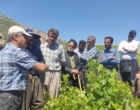 برگزاری کارگاه آموزشی هرس سبز انگور با مشارکت گسترده باغداران در روستای بهرام‌آباد سروآباد