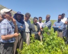 برگزاری کارگاه آموزشی هرس سبز انگور با مشارکت گسترده باغداران در روستای بهرام‌آباد سروآباد