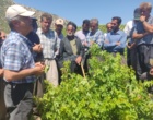 برگزاری کارگاه آموزشی هرس سبز انگور با مشارکت گسترده باغداران در روستای بهرام‌آباد سروآباد