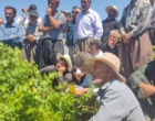 برگزاری کارگاه آموزشی هرس سبز انگور با مشارکت گسترده باغداران در روستای بهرام‌آباد سروآباد