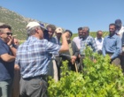برگزاری کارگاه آموزشی هرس سبز انگور با مشارکت گسترده باغداران در روستای بهرام‌آباد سروآباد