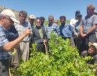 برگزاری کارگاه آموزشی هرس سبز انگور با مشارکت گسترده باغداران در روستای بهرام‌آباد سروآباد