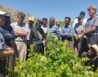 برگزاری کارگاه آموزشی هرس سبز انگور با مشارکت گسترده باغداران در روستای بهرام‌آباد سروآباد