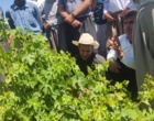برگزاری کارگاه آموزشی هرس سبز انگور با مشارکت گسترده باغداران در روستای بهرام‌آباد سروآباد
