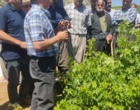 برگزاری کارگاه آموزشی هرس سبز انگور با مشارکت گسترده باغداران در روستای بهرام‌آباد سروآباد