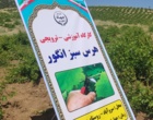 برگزاری کارگاه آموزشی هرس سبز انگور با مشارکت گسترده باغداران در روستای بهرام‌آباد سروآباد