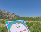 برگزاری کارگاه آموزشی هرس سبز انگور با مشارکت گسترده باغداران در روستای بهرام‌آباد سروآباد