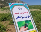 برگزاری کارگاه آموزشی هرس سبز انگور با مشارکت گسترده باغداران در روستای بهرام‌آباد سروآباد