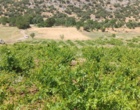 برگزاری کارگاه آموزشی هرس سبز انگور با مشارکت گسترده باغداران در روستای بهرام‌آباد سروآباد
