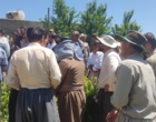 برگزاری کارگاه آموزشی هرس سبز انگور با مشارکت گسترده باغداران در روستای بهرام‌آباد سروآباد