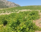 برگزاری کارگاه آموزشی هرس سبز انگور با مشارکت گسترده باغداران در روستای بهرام‌آباد سروآباد