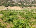 برگزاری کارگاه آموزشی هرس سبز انگور با مشارکت گسترده باغداران در روستای بهرام‌آباد سروآباد