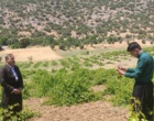 برگزاری کارگاه آموزشی هرس سبز انگور با مشارکت گسترده باغداران در روستای بهرام‌آباد سروآباد