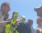 برگزاری کارگاه آموزشی هرس سبز انگور با مشارکت گسترده باغداران در روستای بهرام‌آباد سروآباد