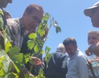 برگزاری کارگاه آموزشی هرس سبز انگور با مشارکت گسترده باغداران در روستای بهرام‌آباد سروآباد