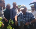 برگزاری کارگاه آموزشی هرس سبز انگور با مشارکت گسترده باغداران در روستای بهرام‌آباد سروآباد