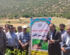 برگزاری کارگاه آموزشی هرس سبز انگور با مشارکت گسترده باغداران در روستای بهرام‌آباد سروآباد
