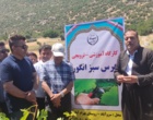 برگزاری کارگاه آموزشی هرس سبز انگور با مشارکت گسترده باغداران در روستای بهرام‌آباد سروآباد