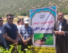 برگزاری کارگاه آموزشی هرس سبز انگور با مشارکت گسترده باغداران در روستای بهرام‌آباد سروآباد
