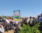 برگزاری کارگاه آموزشی هرس سبز انگور با مشارکت گسترده باغداران در روستای بهرام‌آباد سروآباد