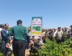 برگزاری کارگاه آموزشی هرس سبز انگور با مشارکت گسترده باغداران در روستای بهرام‌آباد سروآباد