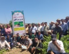 برگزاری کارگاه آموزشی هرس سبز انگور با مشارکت گسترده باغداران در روستای بهرام‌آباد سروآباد
