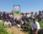 برگزاری کارگاه آموزشی هرس سبز انگور با مشارکت گسترده باغداران در روستای بهرام‌آباد سروآباد
