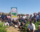 برگزاری کارگاه آموزشی هرس سبز انگور با مشارکت گسترده باغداران در روستای بهرام‌آباد سروآباد