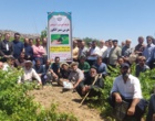برگزاری کارگاه آموزشی هرس سبز انگور با مشارکت گسترده باغداران در روستای بهرام‌آباد سروآباد