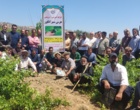 برگزاری کارگاه آموزشی هرس سبز انگور با مشارکت گسترده باغداران در روستای بهرام‌آباد سروآباد