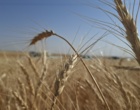 آموزش میدانی مدیریت تغذیه گیاه در بستر مزرعه نمایشی؛ پیوند دانش، پژوهش و اجرا در دهگلان