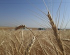 آموزش میدانی مدیریت تغذیه گیاه در بستر مزرعه نمایشی؛ پیوند دانش، پژوهش و اجرا در دهگلان