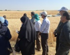 آموزش میدانی مدیریت تغذیه گیاه در بستر مزرعه نمایشی؛ پیوند دانش، پژوهش و اجرا در دهگلان