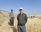 آموزش میدانی مدیریت تغذیه گیاه در بستر مزرعه نمایشی؛ پیوند دانش، پژوهش و اجرا در دهگلان