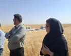 آموزش میدانی مدیریت تغذیه گیاه در بستر مزرعه نمایشی؛ پیوند دانش، پژوهش و اجرا در دهگلان