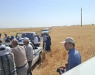 آموزش میدانی مدیریت تغذیه گیاه در بستر مزرعه نمایشی؛ پیوند دانش، پژوهش و اجرا در دهگلان